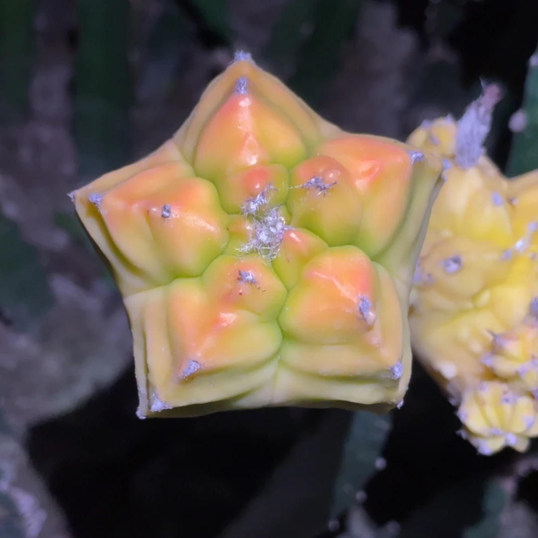 全部花朵红叶龟甲鸾凤玉锦2号