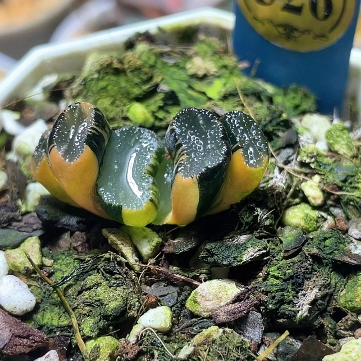 526写乐兄弟锦特选福利