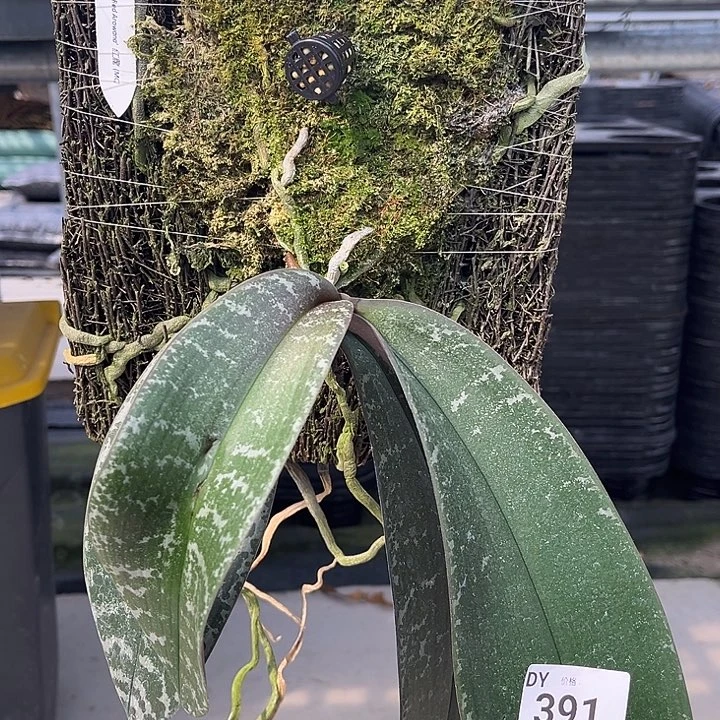 全部花苞391号板植西雷利红龙