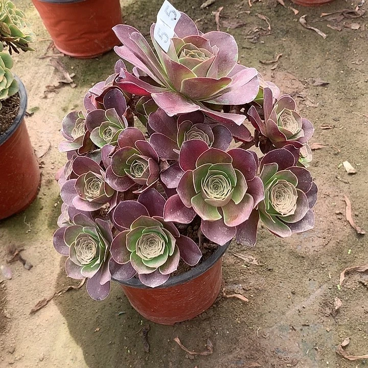多肉植物魅金玫瑰515号