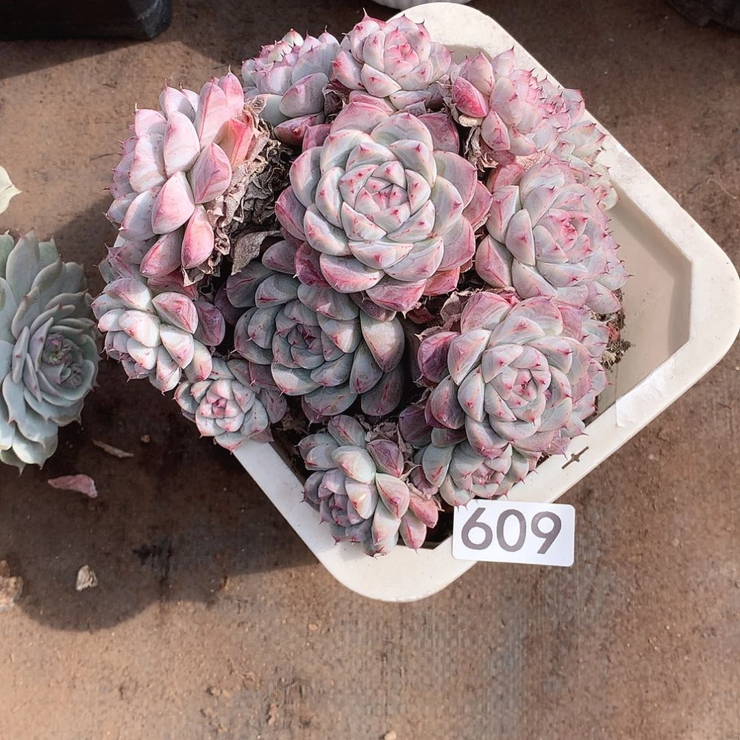 609杂 一物一拍多肉