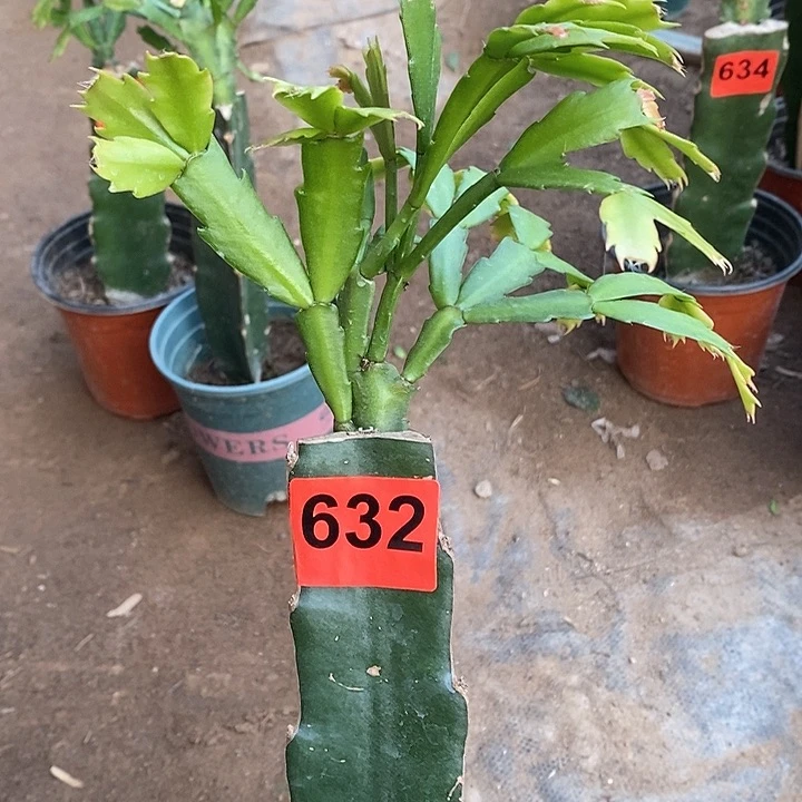 无花朵074，632号新疆不包邮