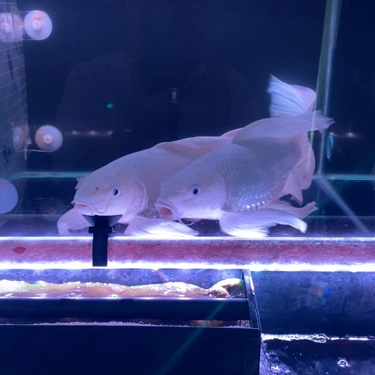 狮头鱼观赏鱼蝴蝶鲤2条短