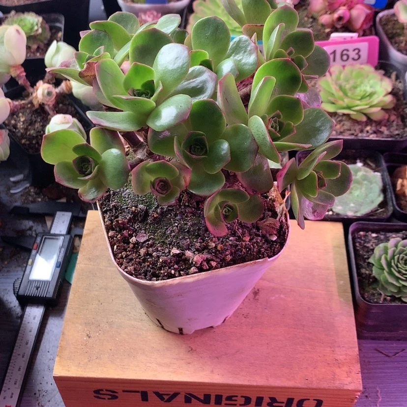 【闪购商品】彩*12月会员莲忆003