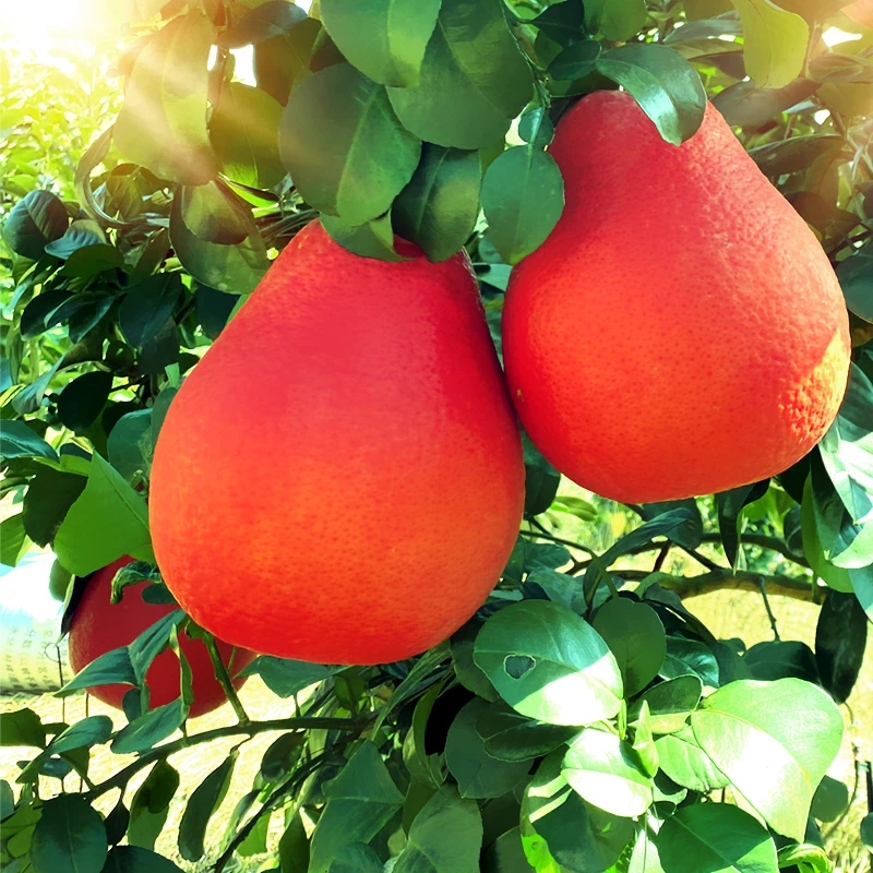 香水红柚嫁接新品种泰国暹罗红柚红皮红心柚子树带土带叶盆栽地栽