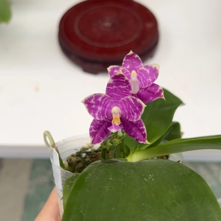 完全开放2.5寸杯柳林蓝豹双花剑淡香
