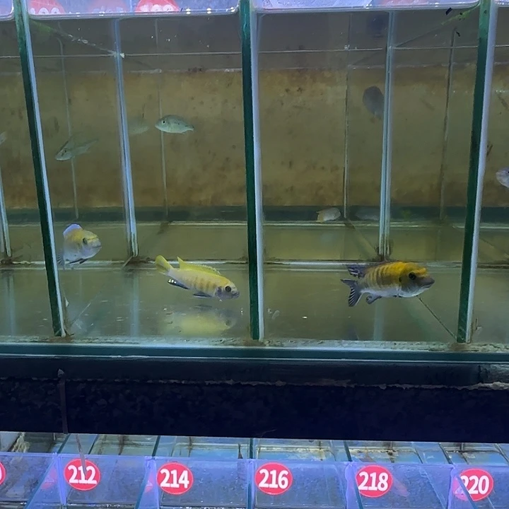 三***寨海水鱼191➕193号11111