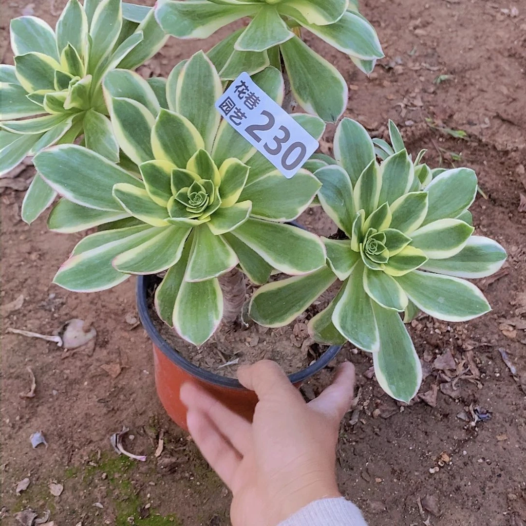230 号一物一拍多肉植物