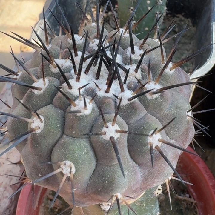 黑王666666666666666