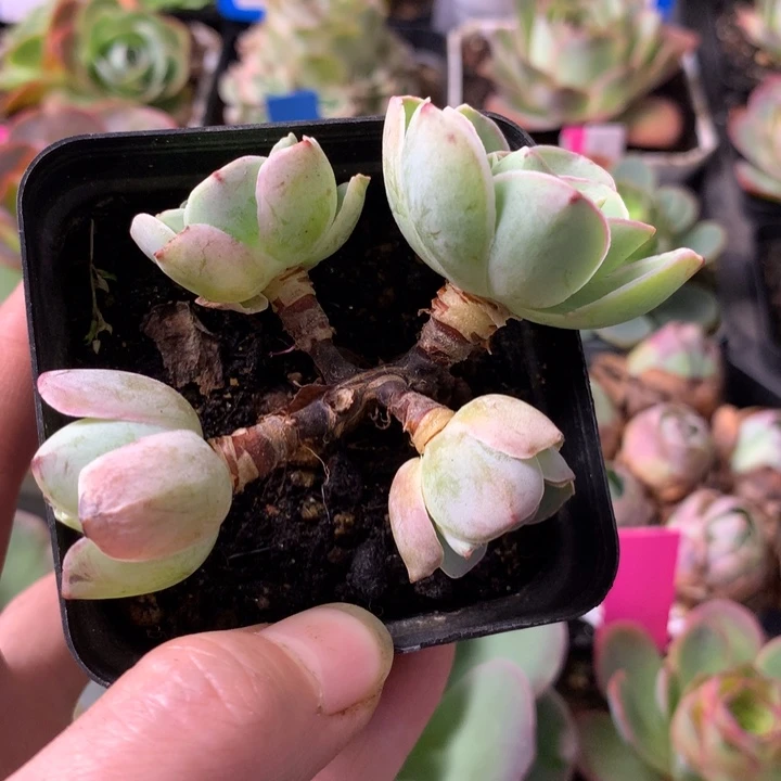 一物一拍星辰福利108