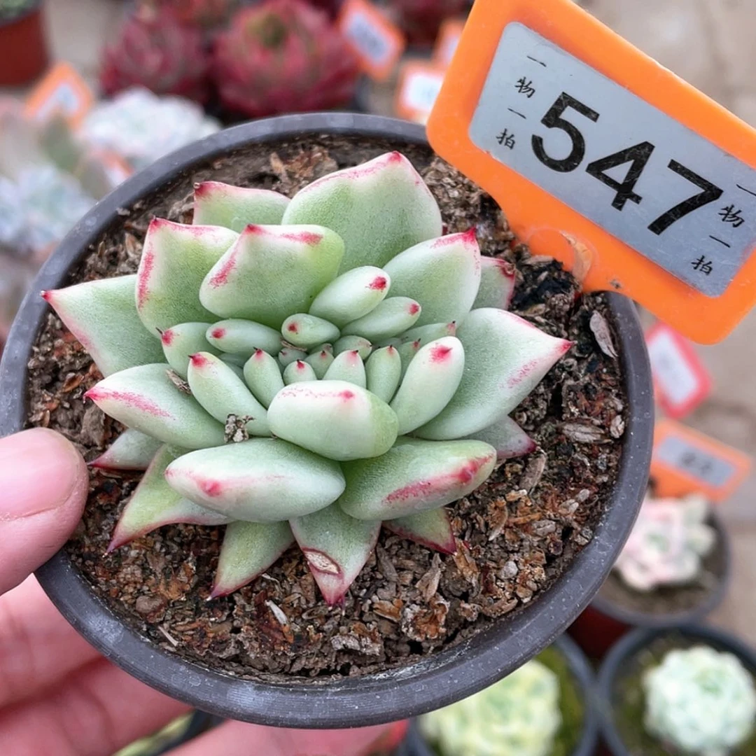 【闪购商品】莹****石547号