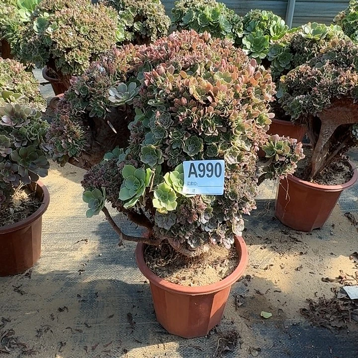 990玫瑰朵朵一颗微瑕