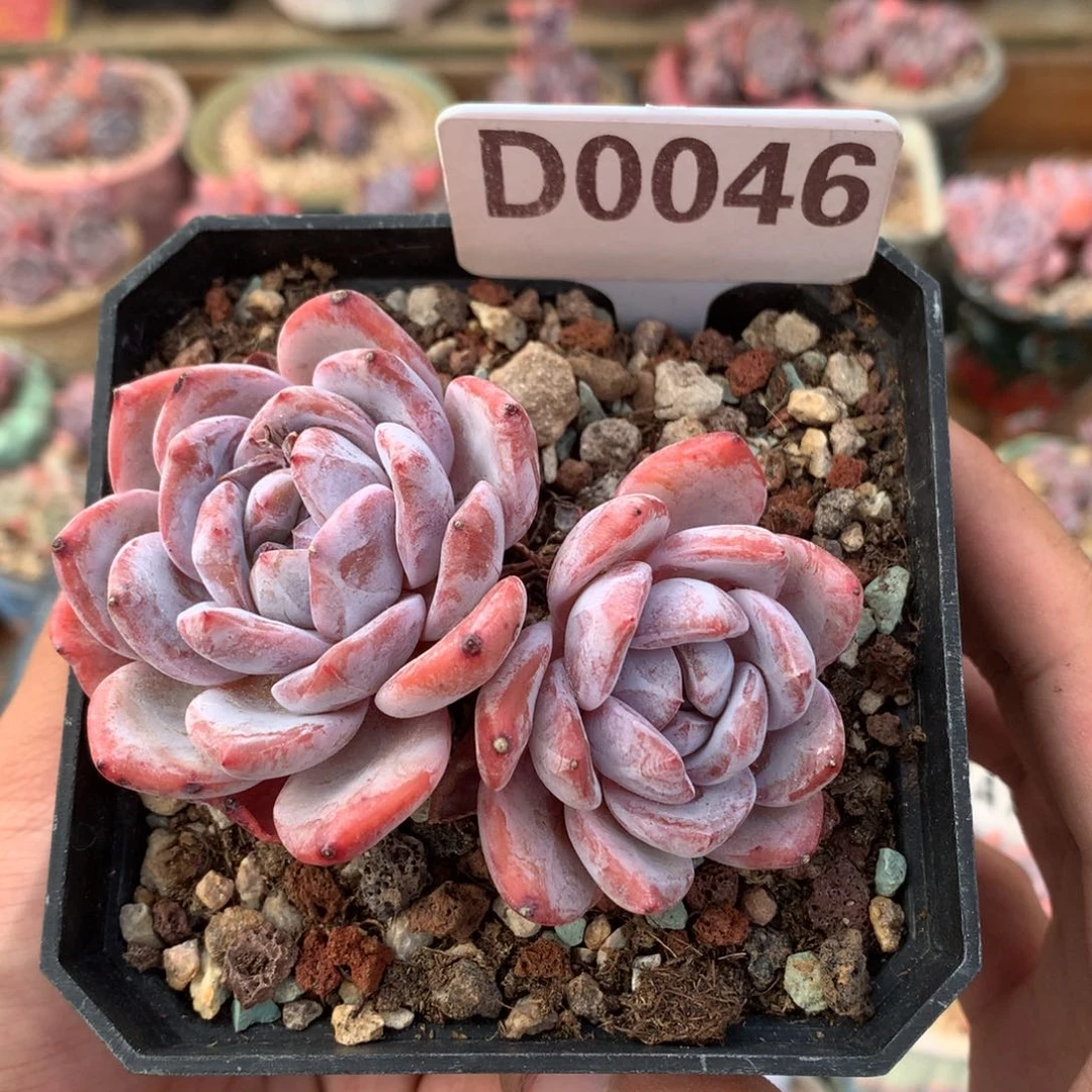 D0046 橙子小老桩 无砍 8cm