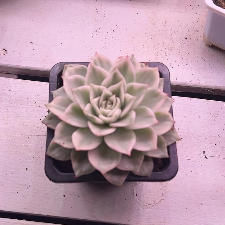 麦秆锦多肉植物单头