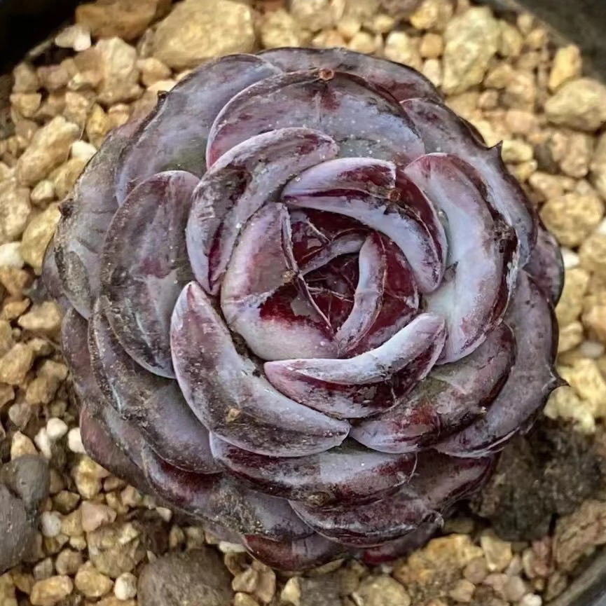 黑橙子玄晶橙黑玫瑰等多种多肉植物室内绿植净化空气盆栽花卉好养