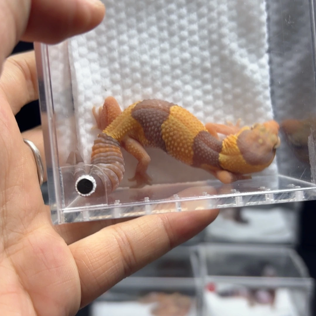 肥尾守宫焦糖母温