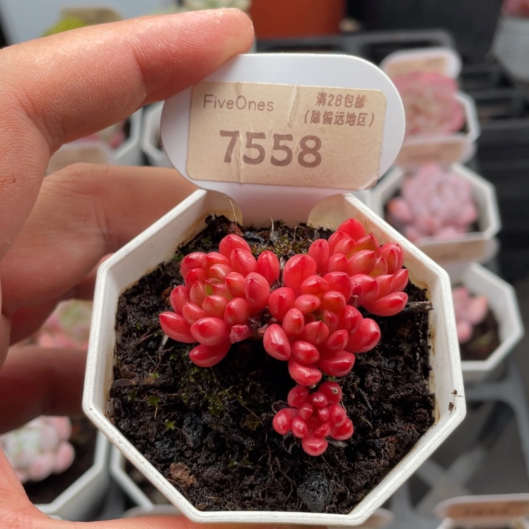 鸡血红宝石7558-5厘米