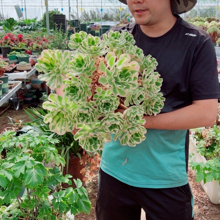 大颗白凤多肉法师