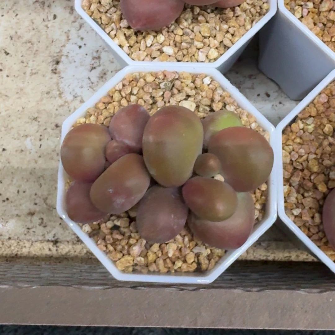 打***死芒果奶 双头 一物一拍