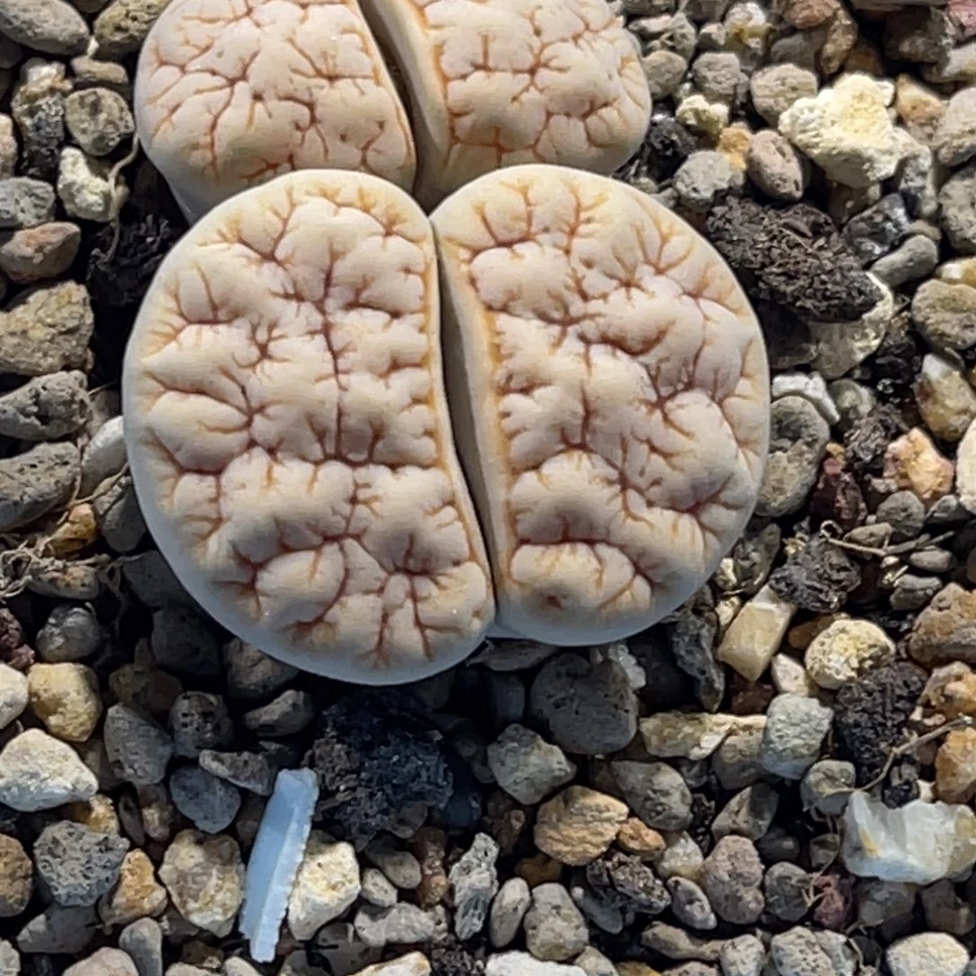 3013双头拿铁1891睫毛