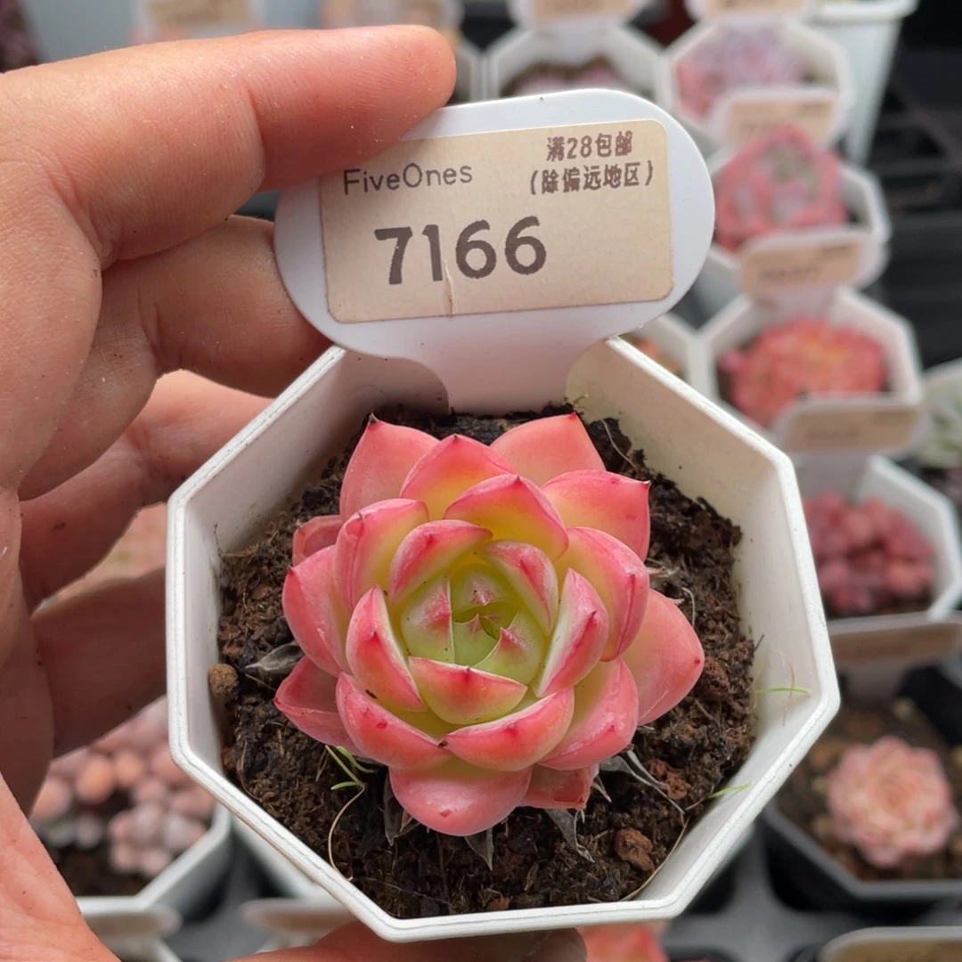 粉水晶7166-4厘米