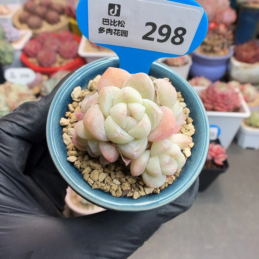 298 五头透心冰玉多肉