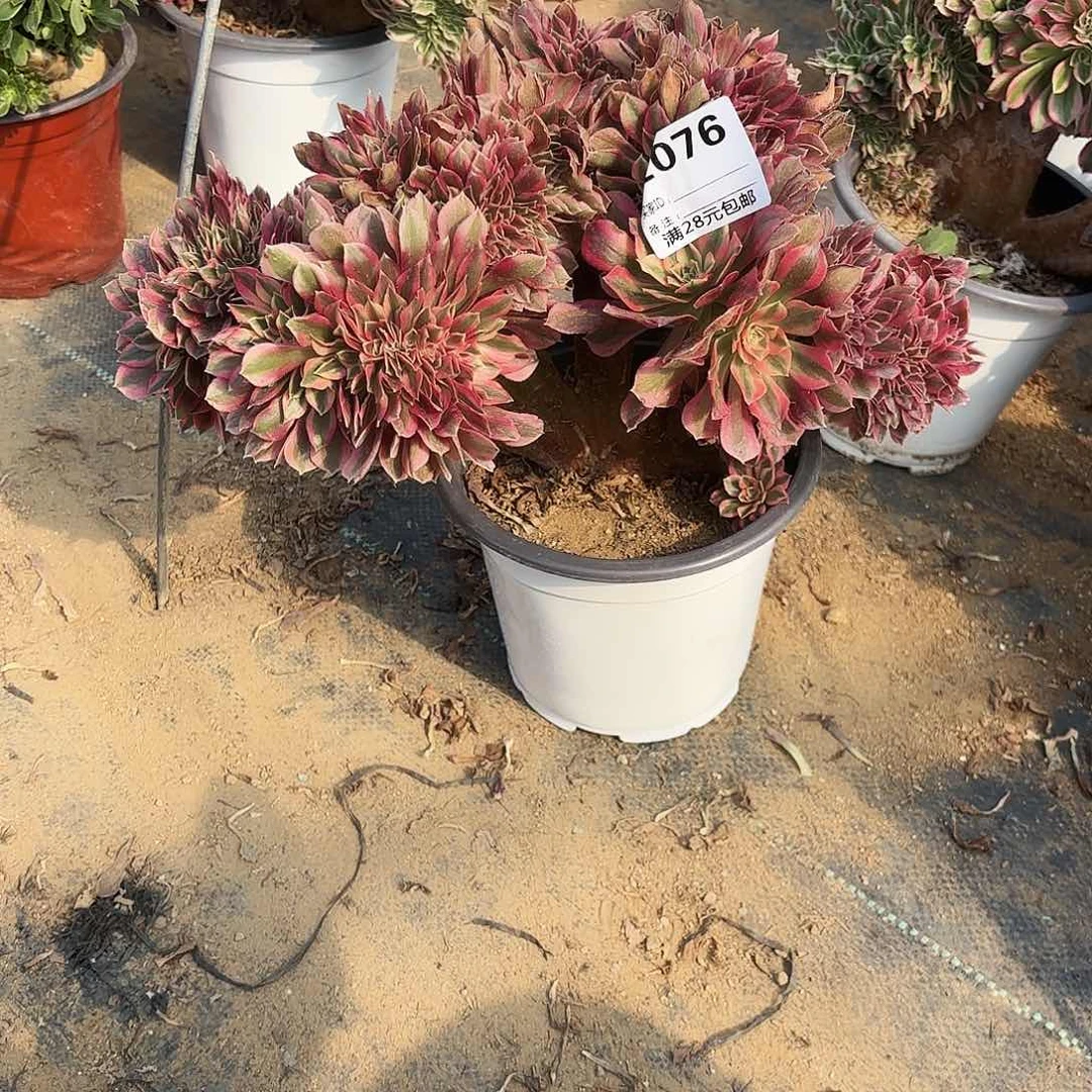 076粉女巫缀多肉植物