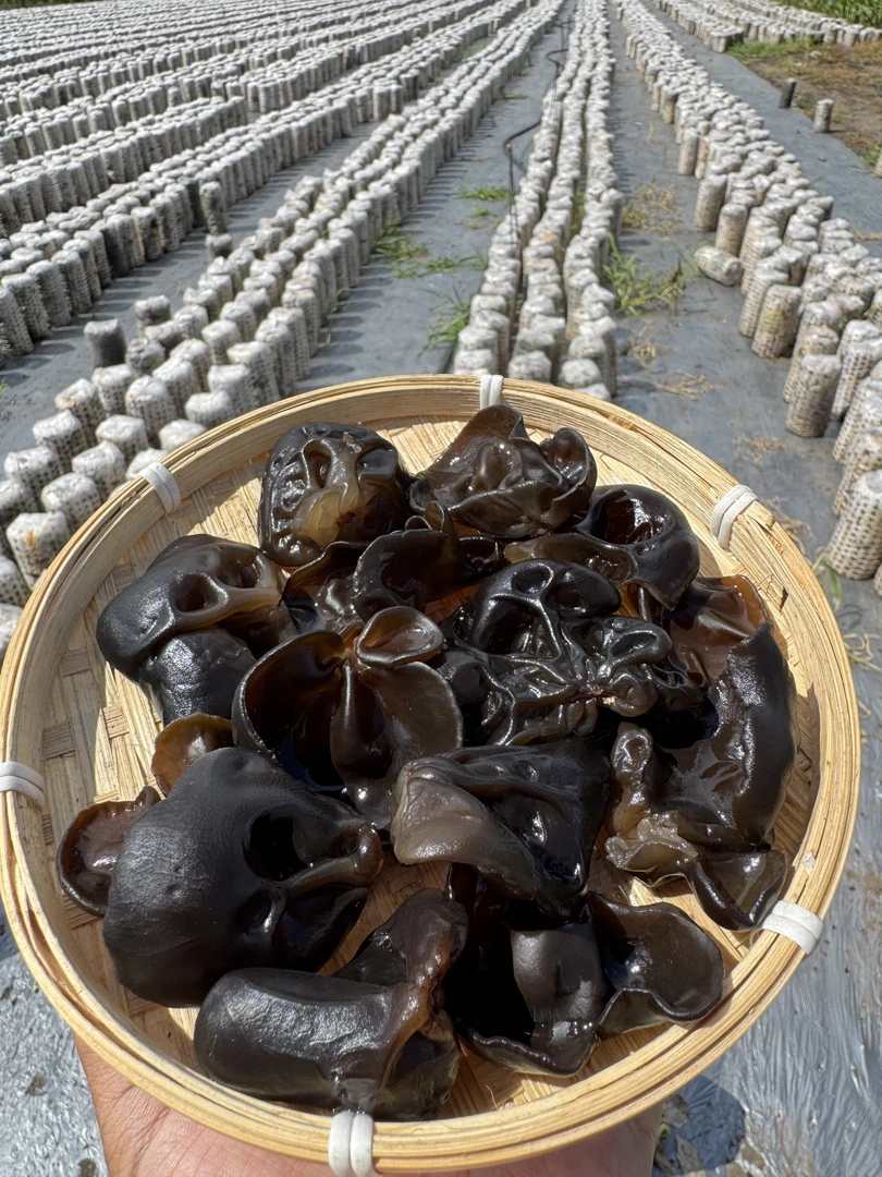 东北秋木耳无根肉厚头茬木耳干货特产黑木耳250/500g