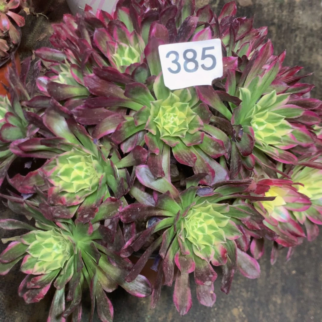 心**昊385天合多肉植物