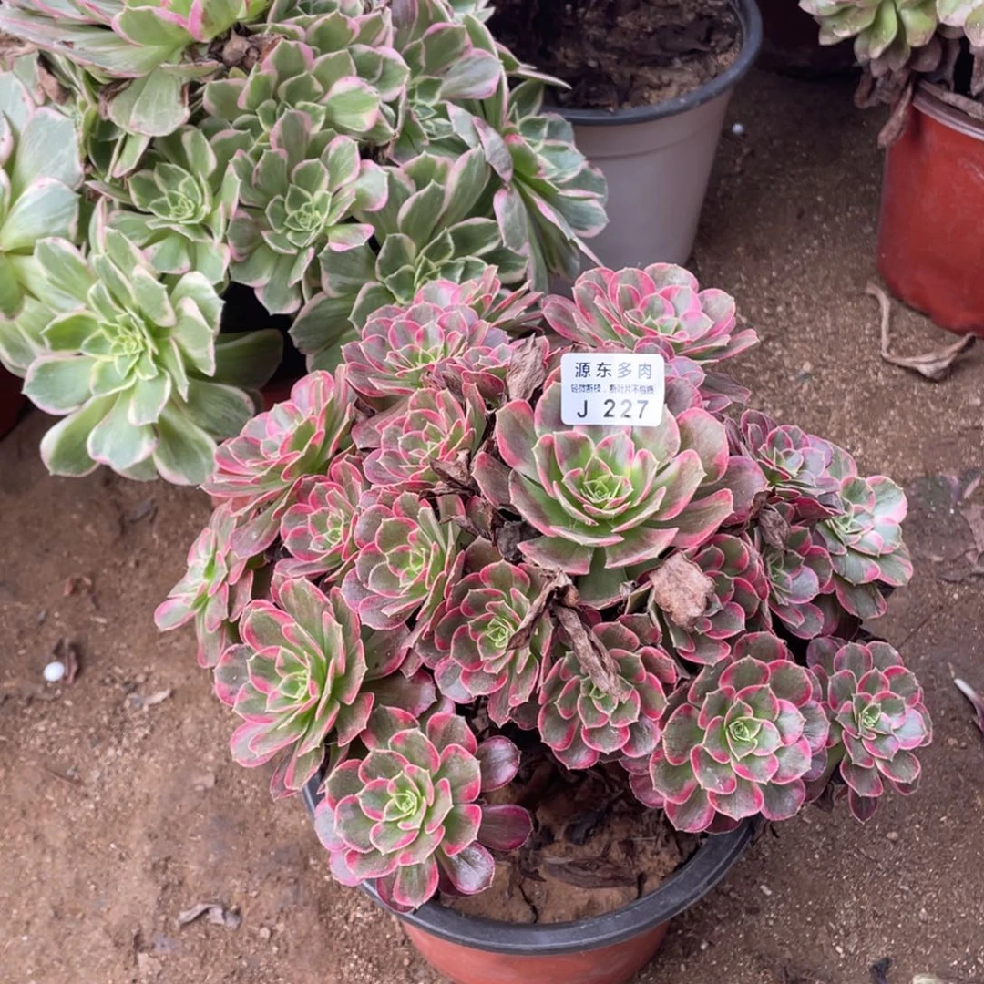 227安娜多肉法师断枝不包