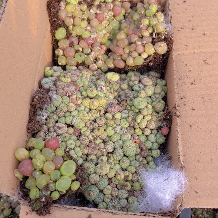 一箱两层00000000088