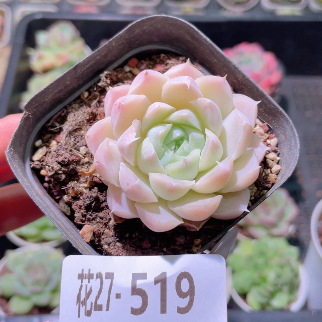 花利美27-519白月影