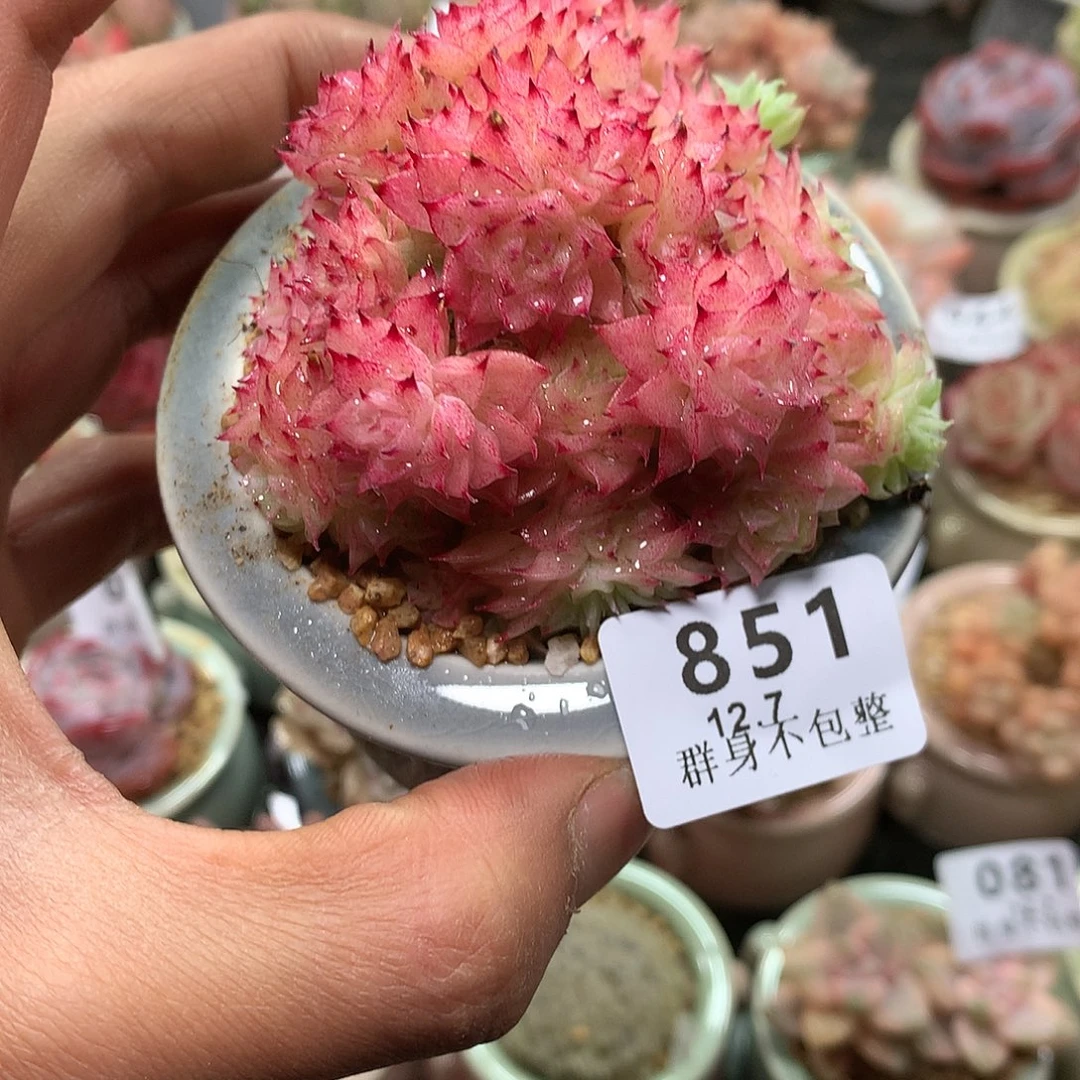 精控拇指盆12.7851