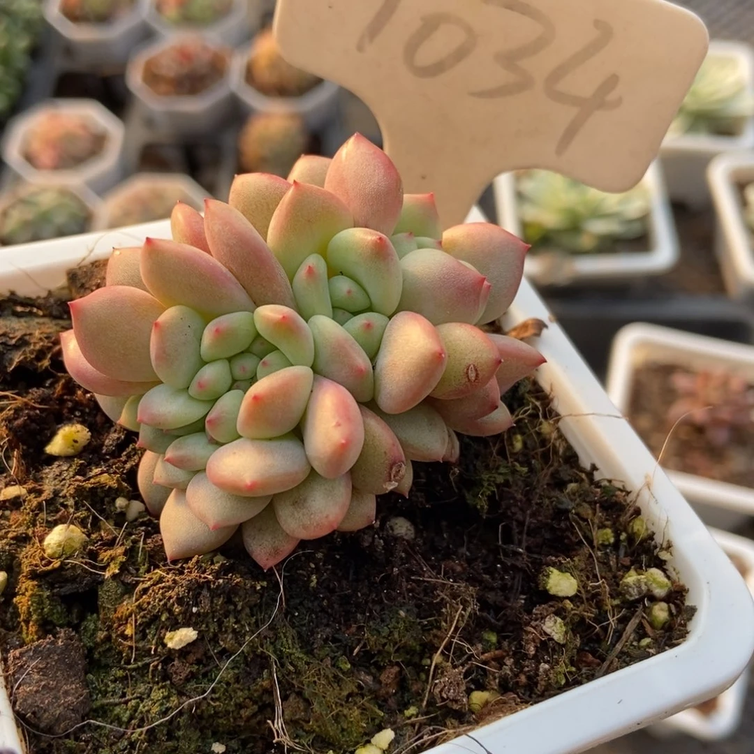 1034爱丽儿缀多肉植物保护