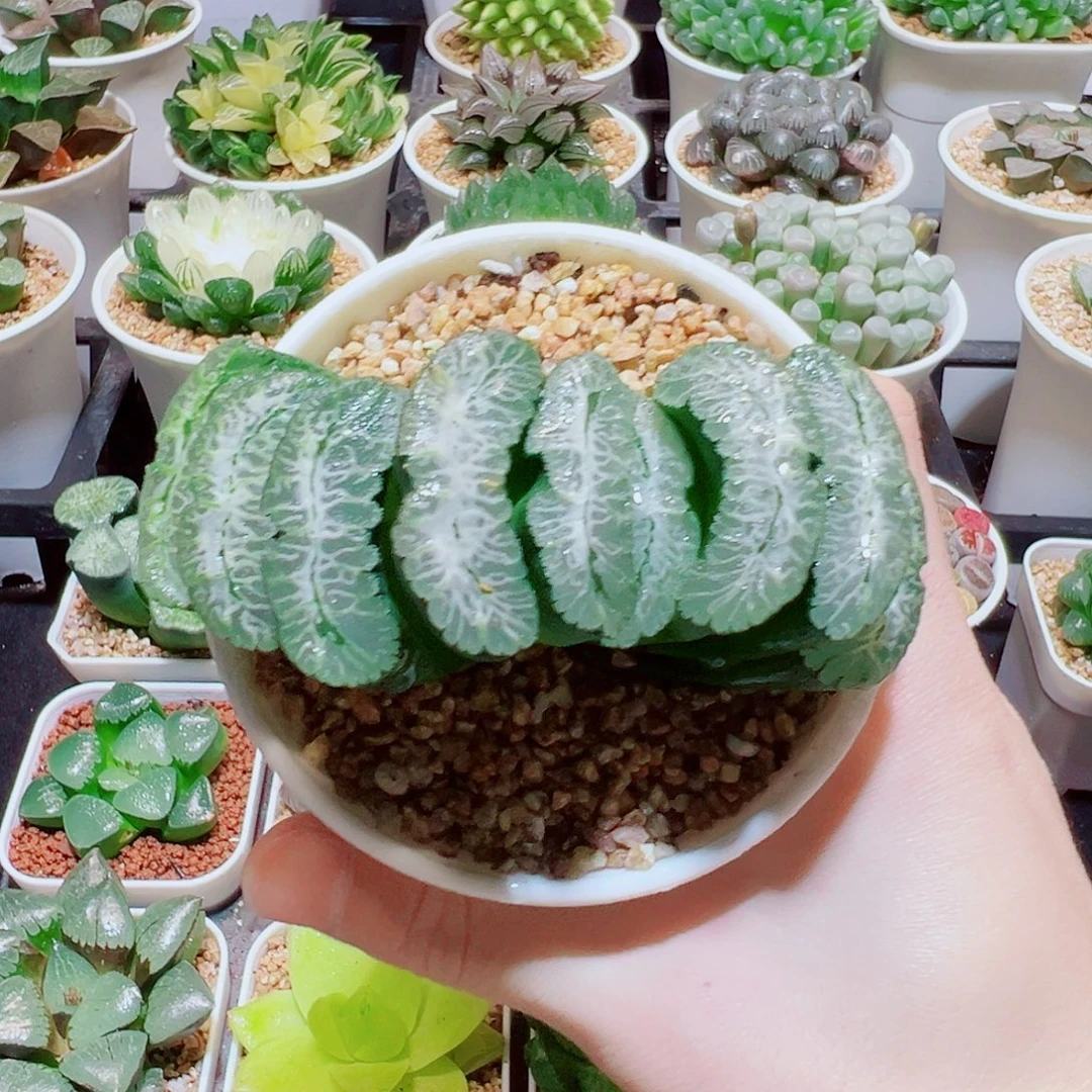 福利，虞姬玉扇，16.8，666