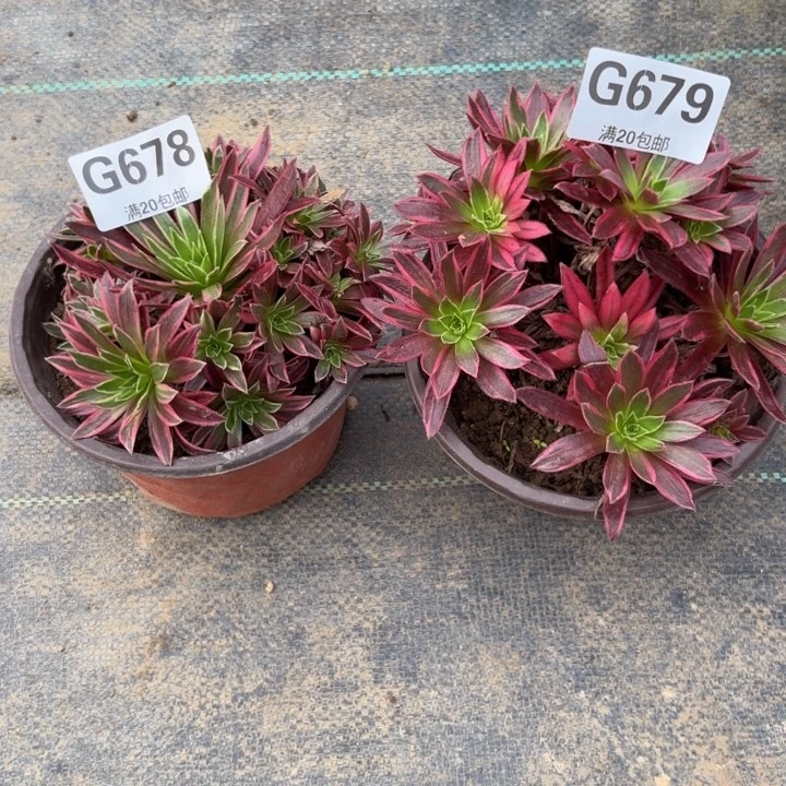 瑞妈多肉植物678.679.