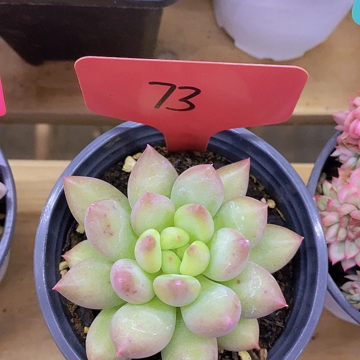 开心多肉植物多肉