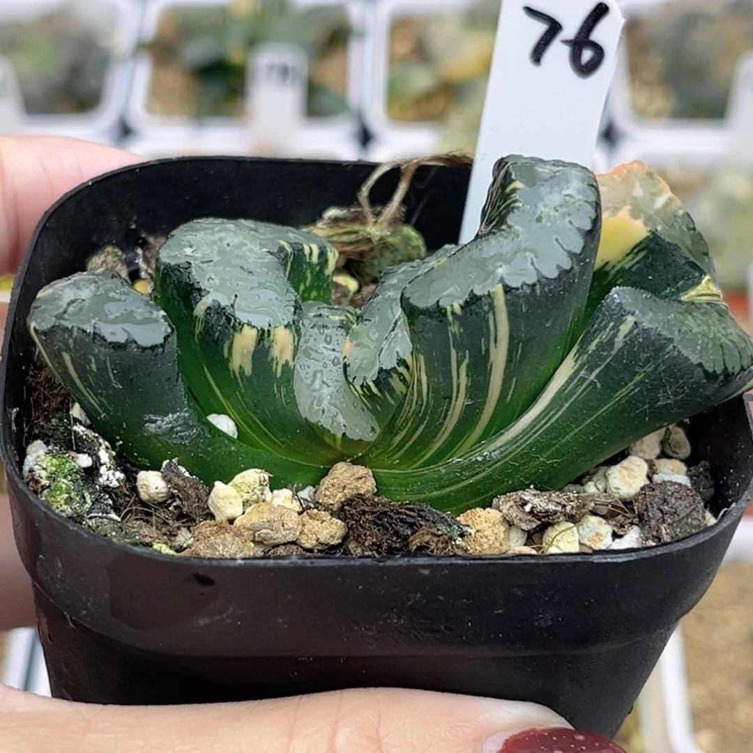 76酒井玉扇锦fulizhuanc