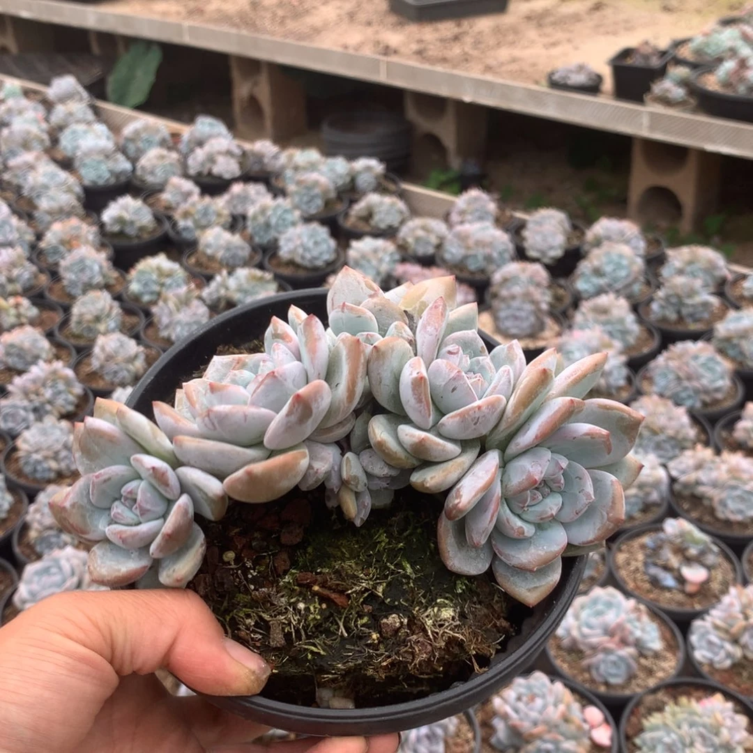 无花朵无砍哈哈哈哈哈哈哈13