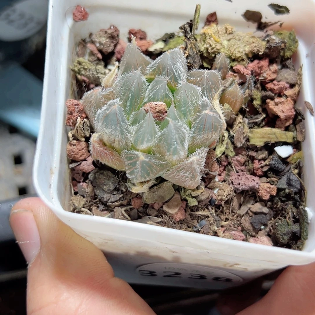 b****～3238多肉植物一颗