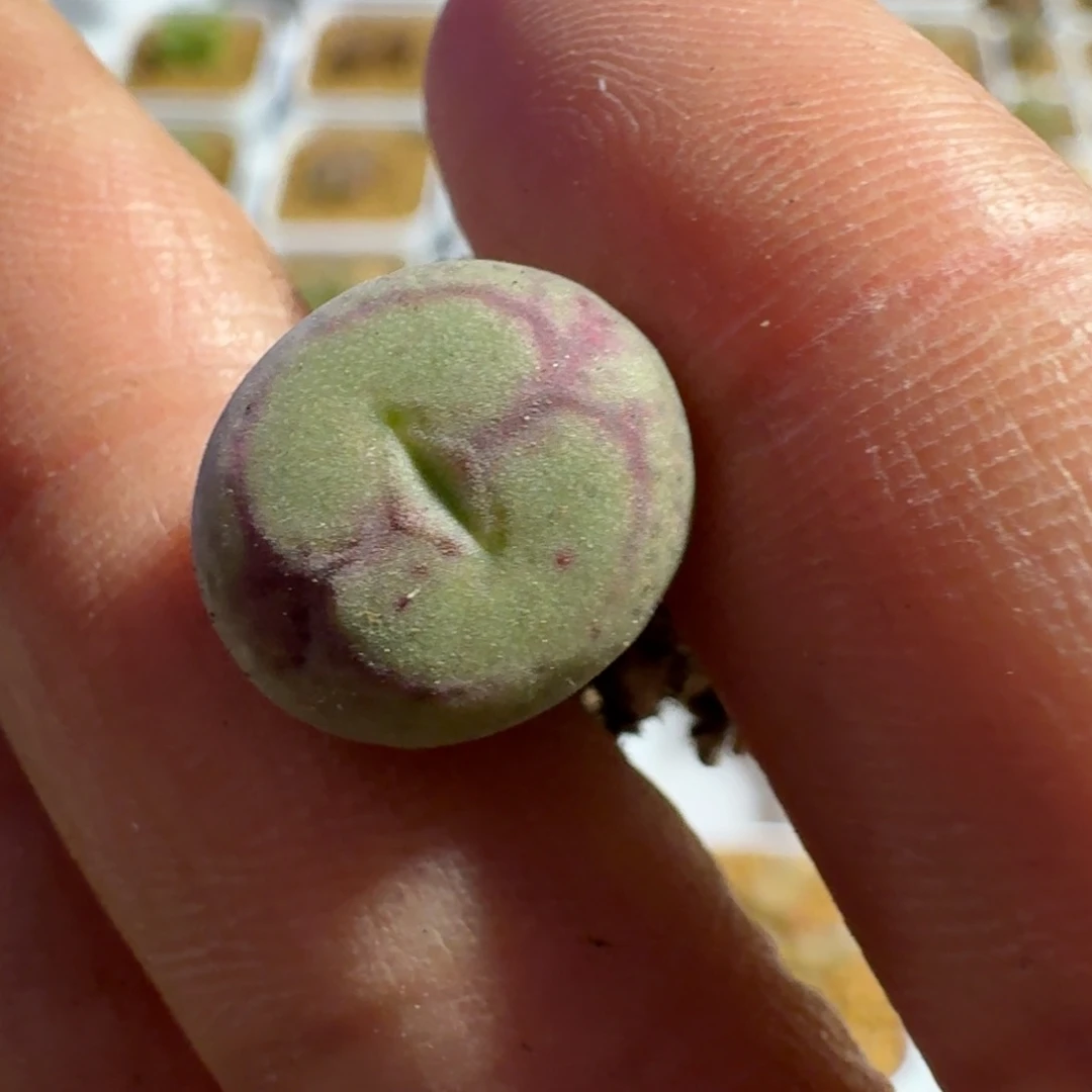 叮*猫多肉...............