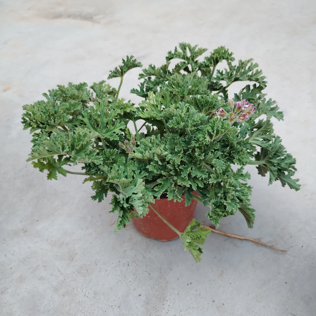 驱蚊草盆栽植物室内阳台驱赶蚊子庭院花园防蚊绿植
