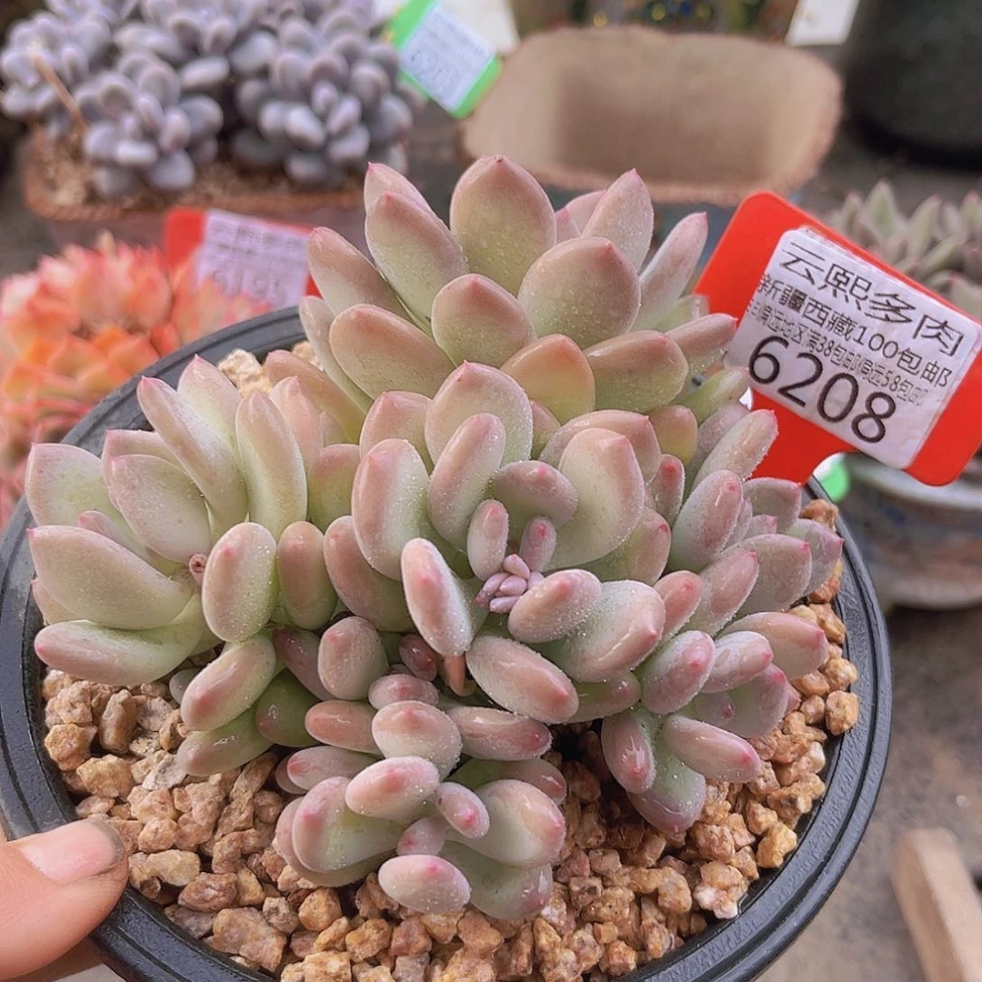 6208三日月美人。