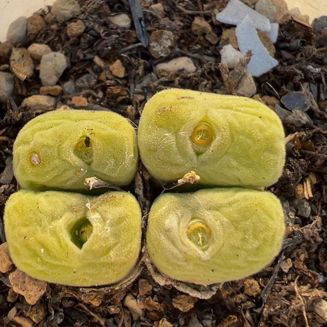 227多肉植物百科空卡