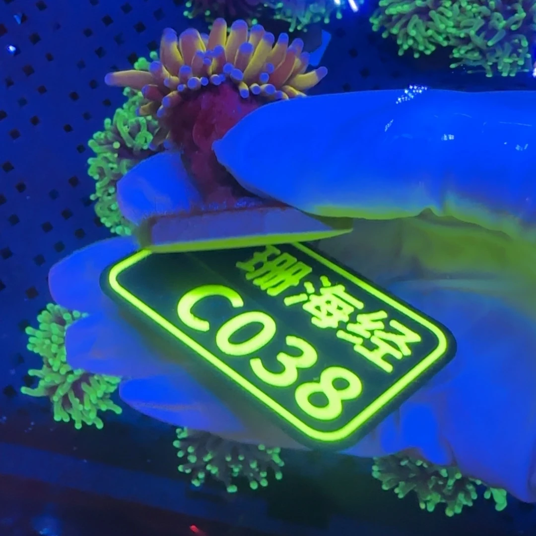 桔***貓纽扣珊瑚晓晓不包邮露骨内包肉肉薄马尼拉金火柴C038