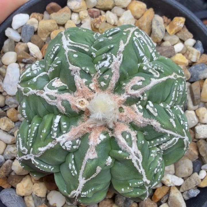 八棱白浮雕肋骨核桃