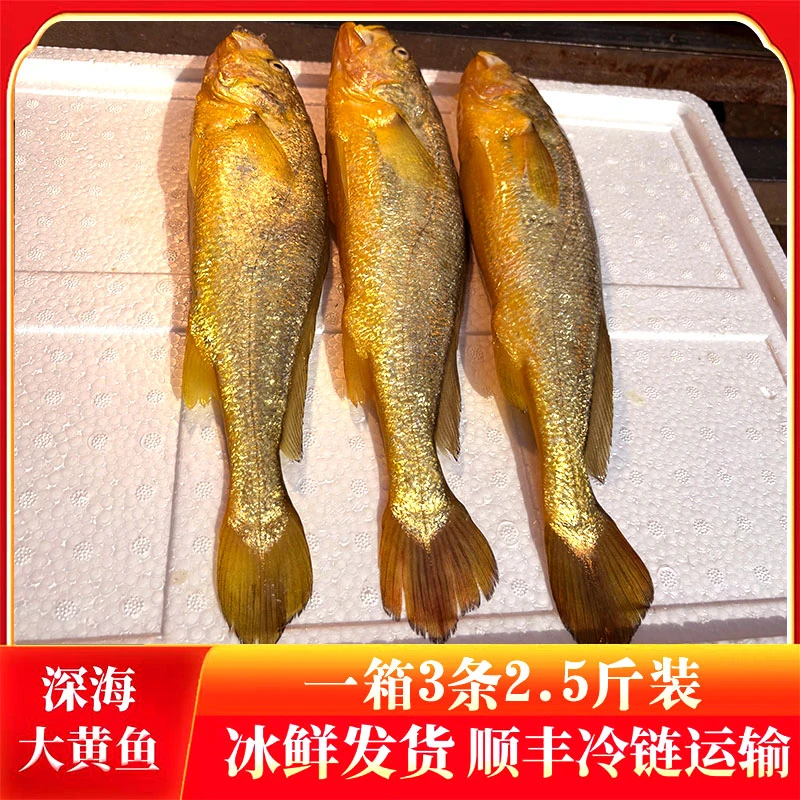 【尝鲜价】宁德深海大黄鱼，一箱3条2.5斤装