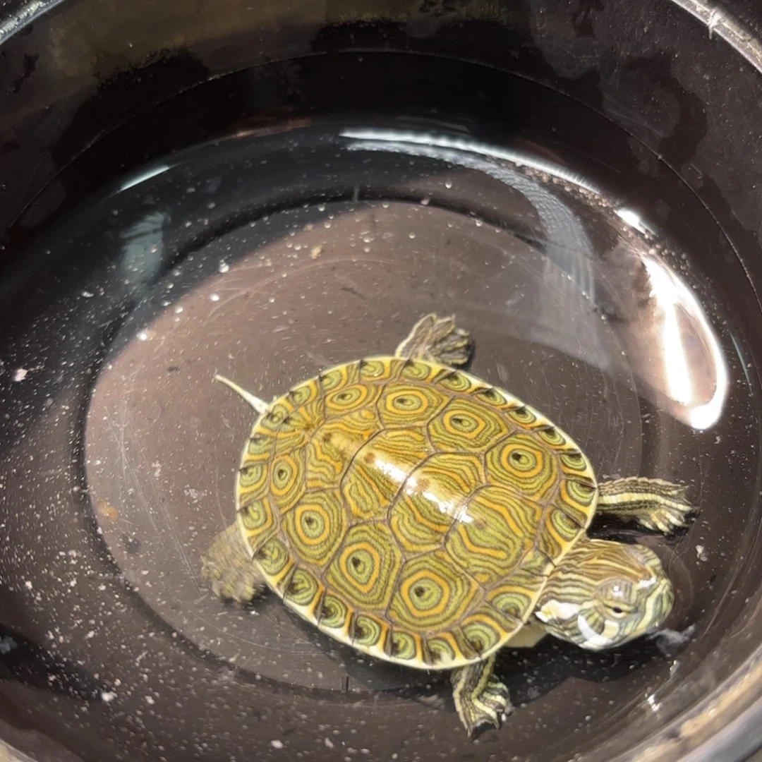 不分公母泥龟全品大河