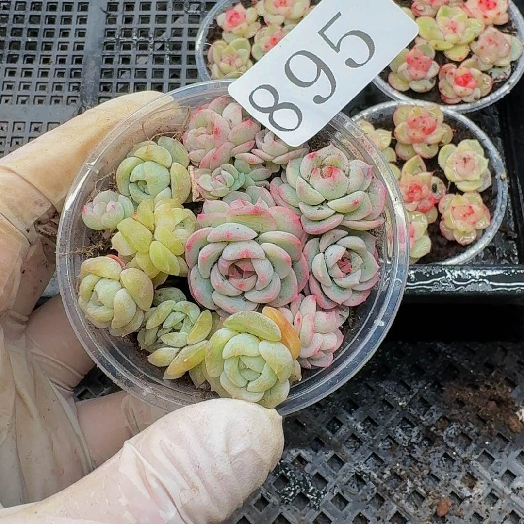 多肉植物多肉植物895