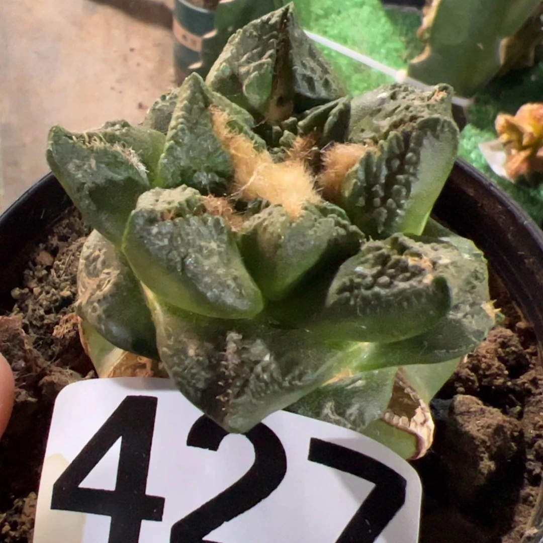 龟甲牡丹仙人球427